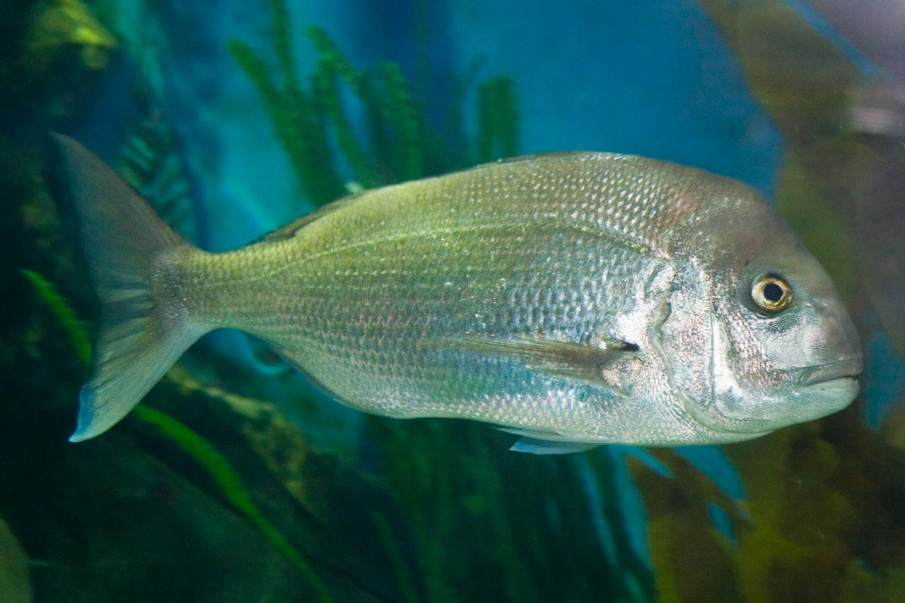 Chrysophrys auratus (Pagro rosa indopacifico)